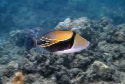 Humuhumunukunukuapuaa...Hawaii state fish. Bashful by nat... by Glenn Poulain 